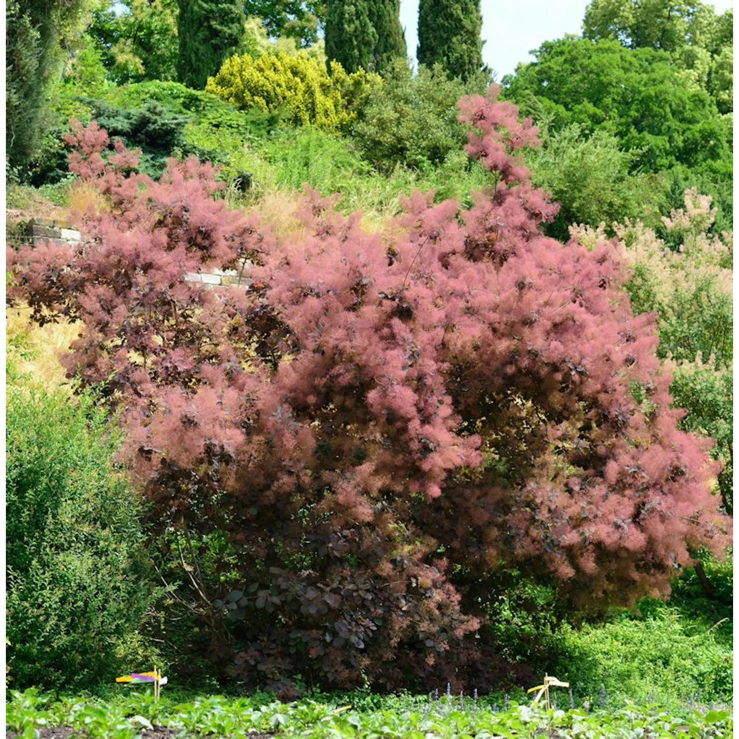 Perückenstrauch Red Spirit 40-60cm - Cotinus coggygria günstig online kaufen