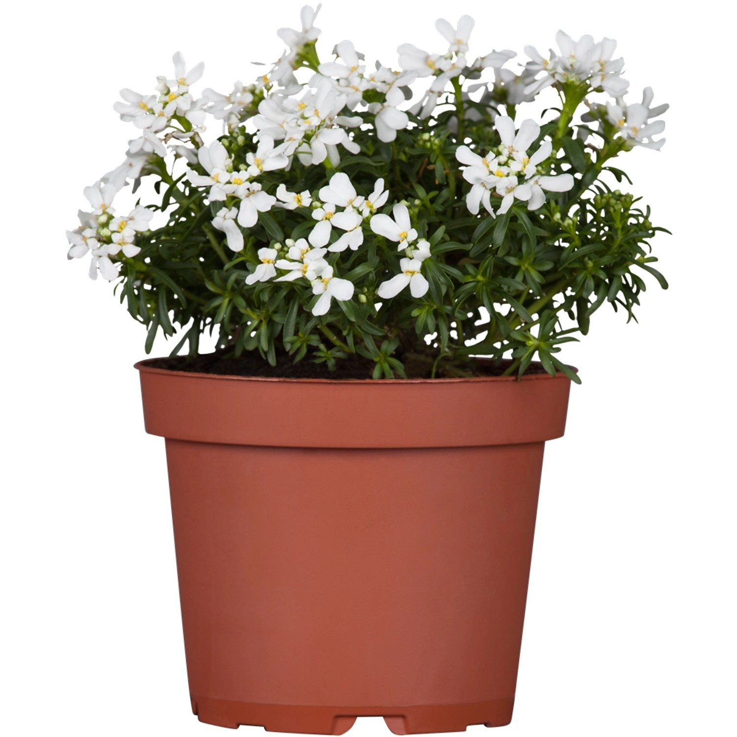 GROW by OBI Garten-Schleifenblume Weiß Topf-Ø ca. 9 cm x 9 cm Iberis günstig online kaufen