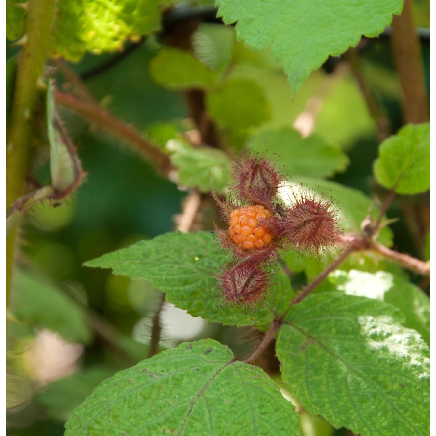 Japanische Weinbeere - Rubus phoenicolasius günstig online kaufen