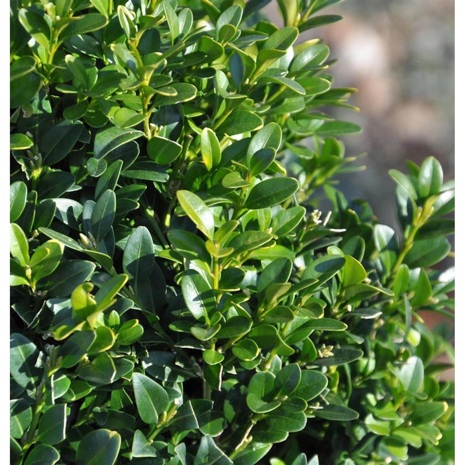 Hoher Buchsbaum 20-25cm - Buxus sempervierens arborescens günstig online kaufen