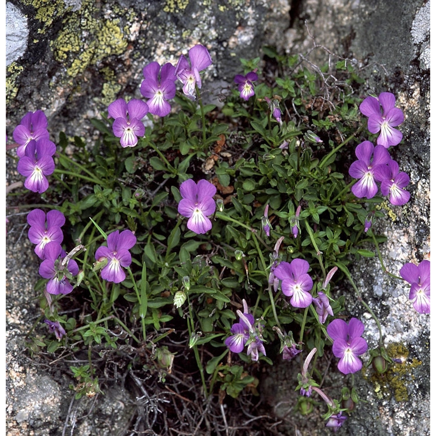 Korsische Veilchen  - Viola corsica günstig online kaufen