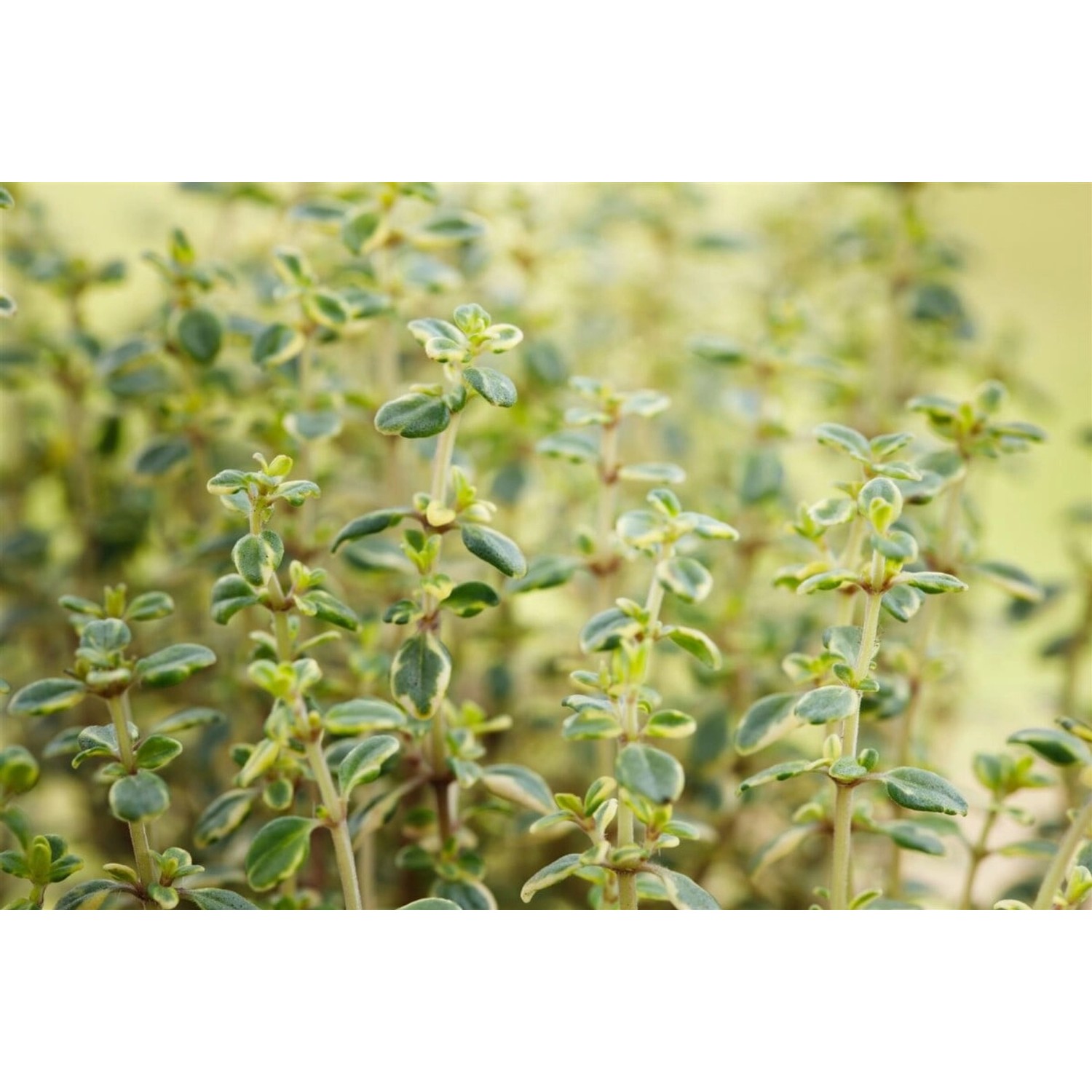Thymus Comosus Doone Valley Ca. 9x9 cm Topf günstig online kaufen