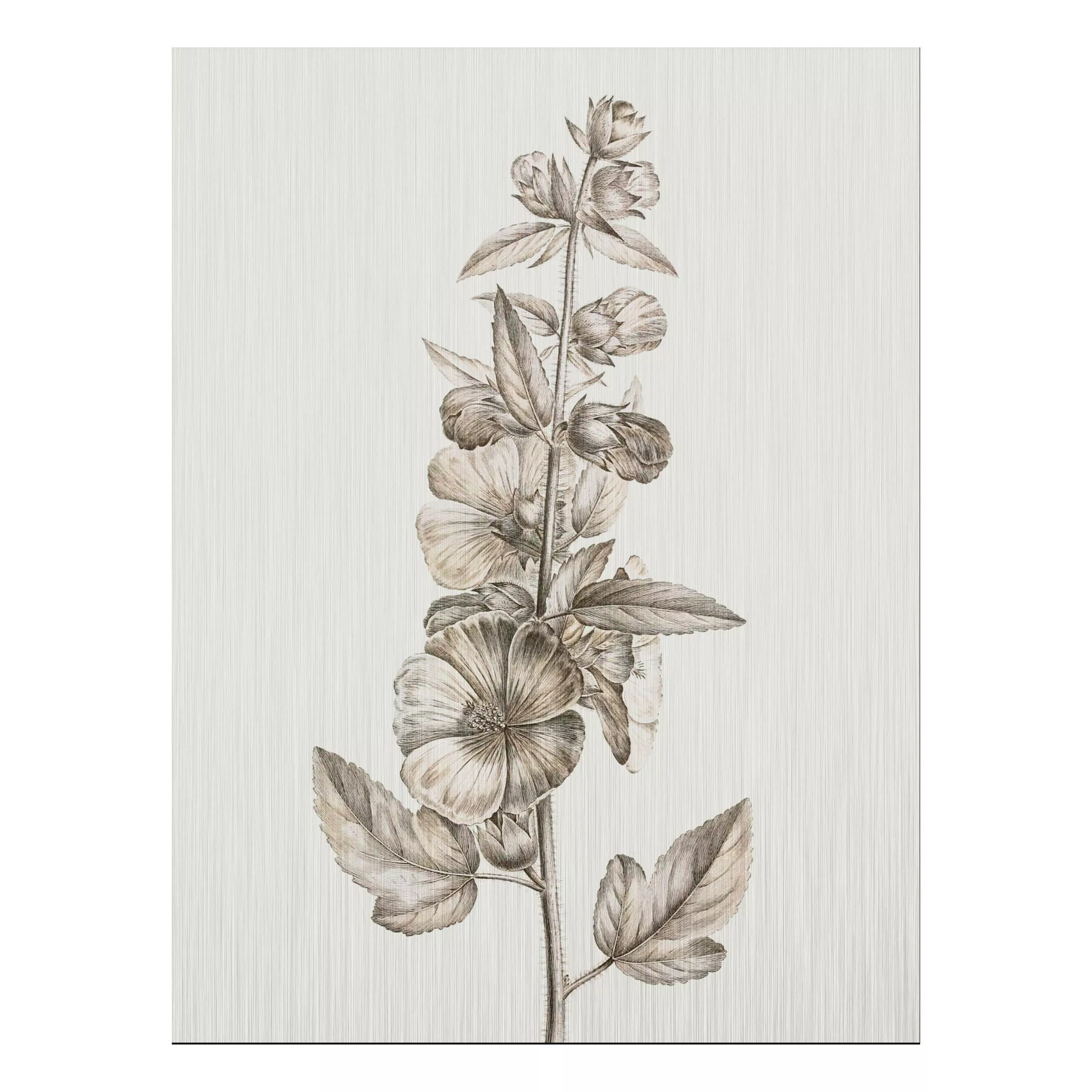 Alu-Dibond Bild Blumen - Hochformat 3:4 Botanische Studie in Sepia II günstig online kaufen