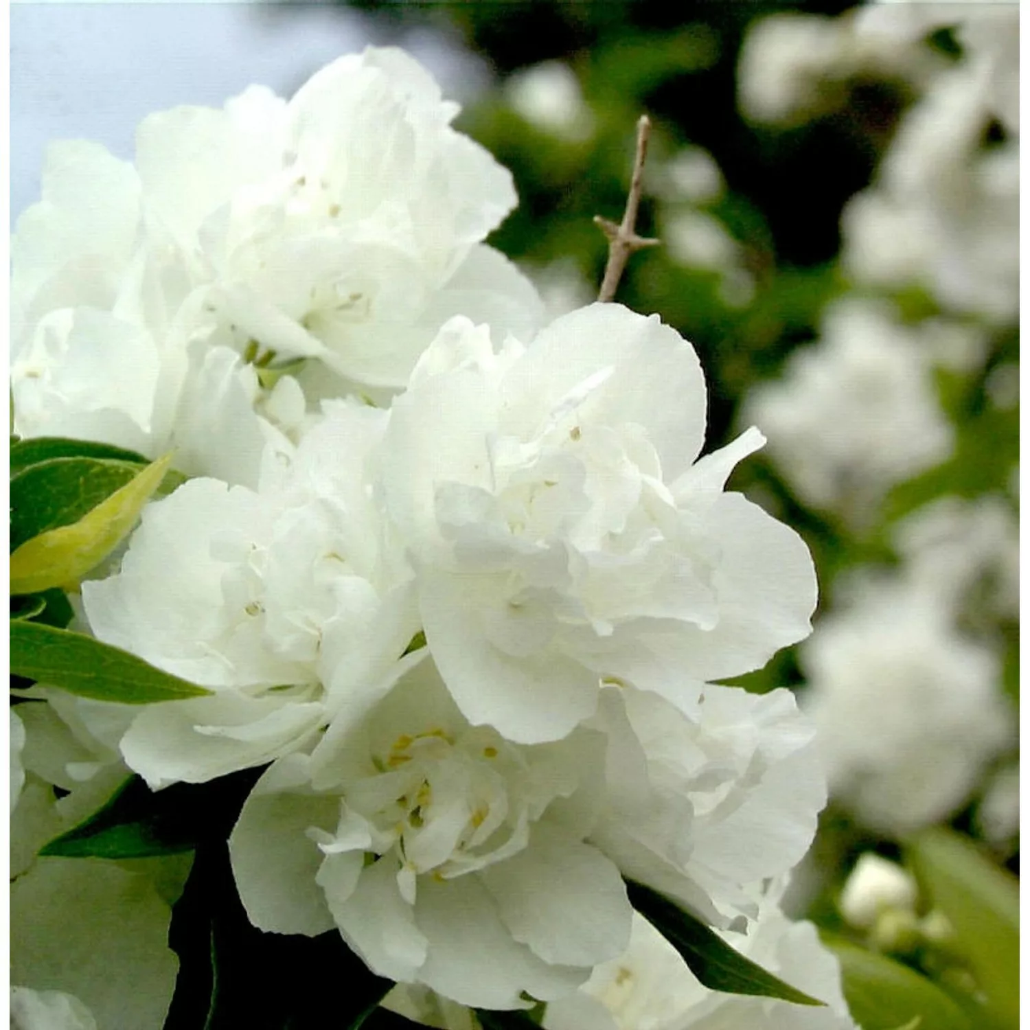 Gartenjasmin Snowgoose 40-60cm - Philadelphus günstig online kaufen