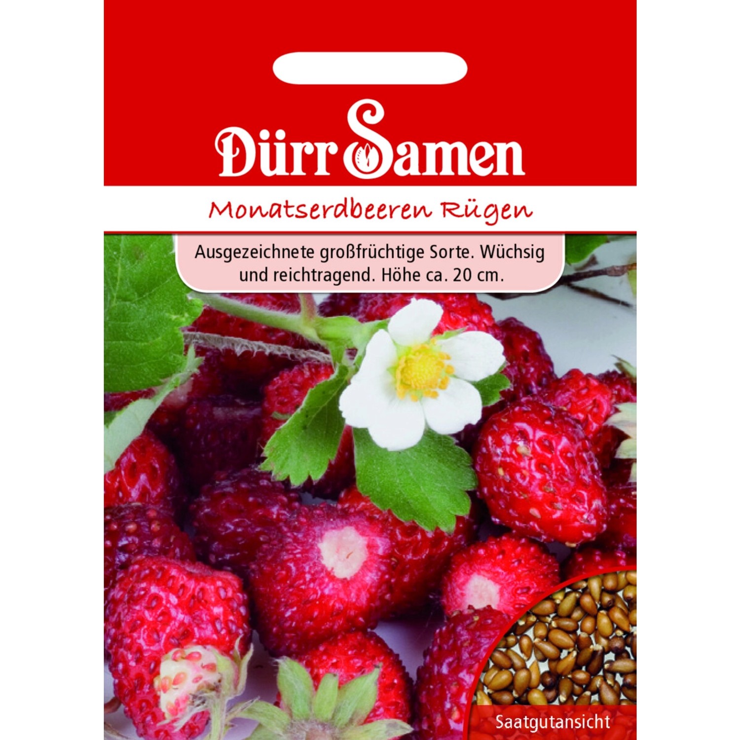 Dürr Samen Monatserdbeeren Rügen Saatgut günstig online kaufen
