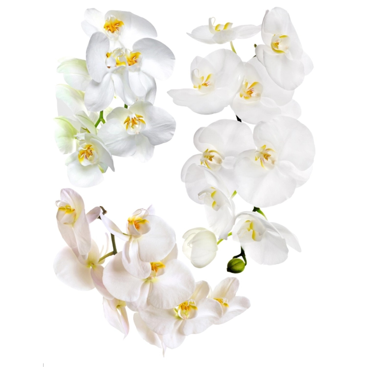 Sanders & Sanders Wandtattoo Blumen Weiß 65 x 85 cm 600283 günstig online kaufen