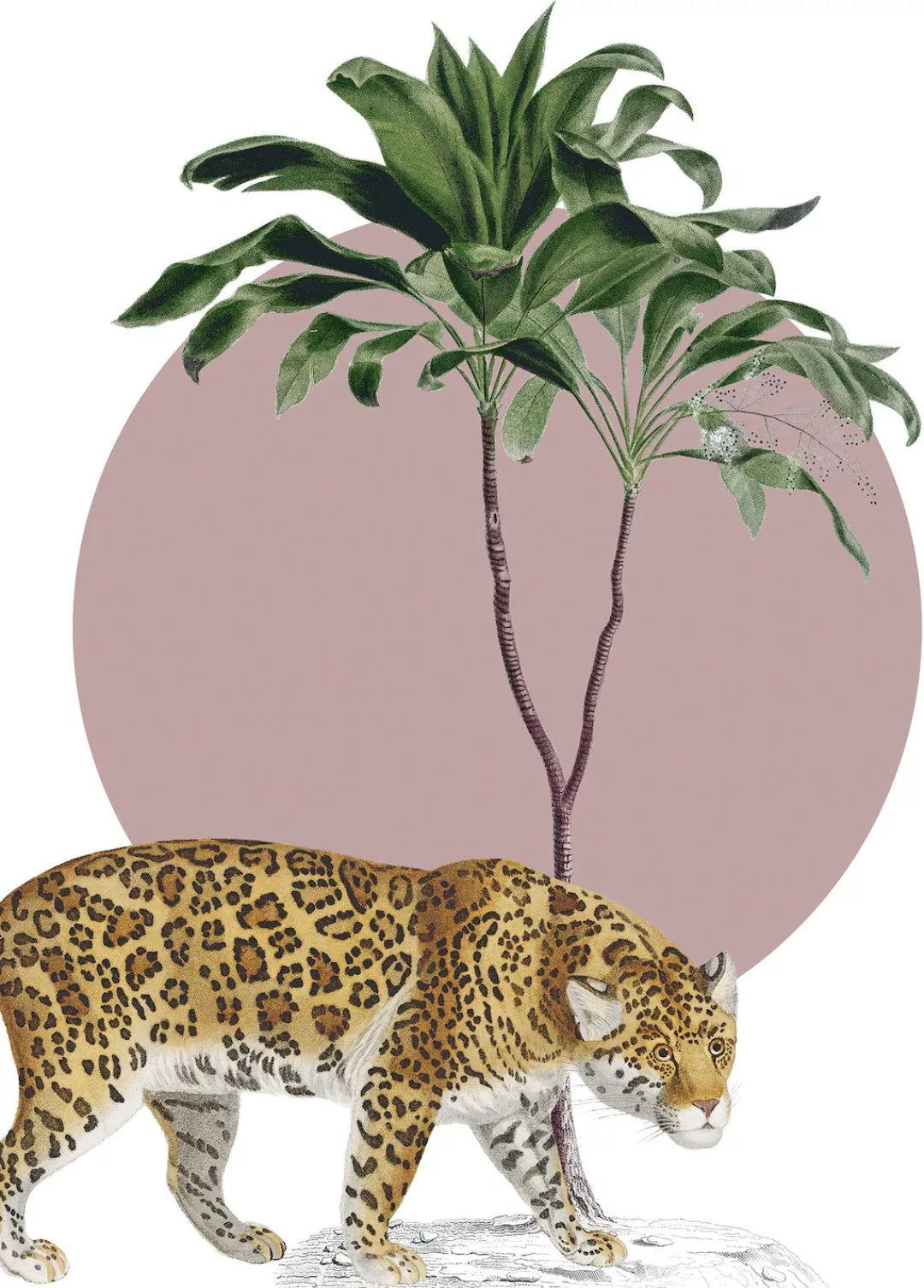 Komar Wandbild "Botanical Garden Jaguar", (1 St.), Deutsches Premium-Poster günstig online kaufen