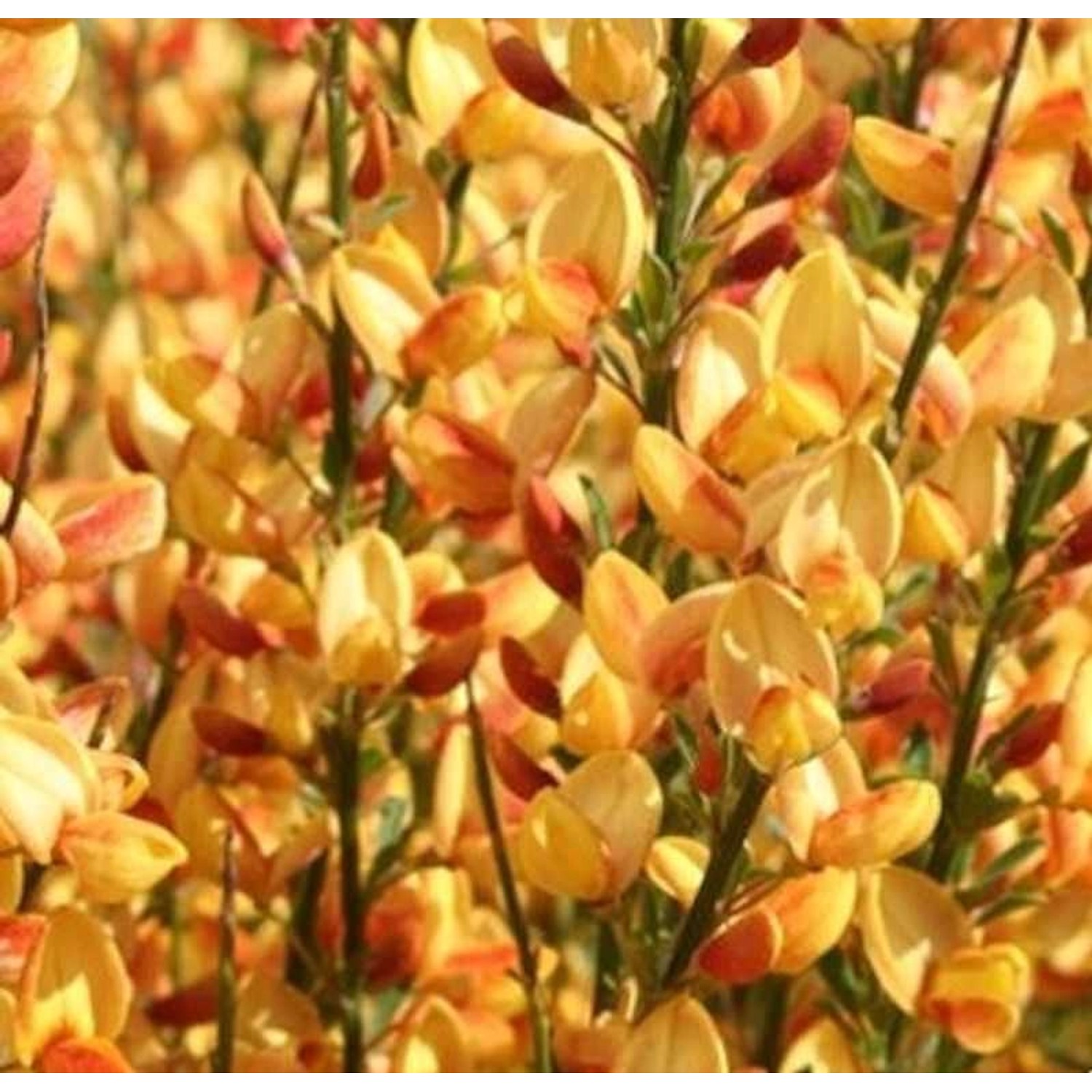 Edelginster Apricot Gem 30-40cm - Cytisus scoparius günstig online kaufen