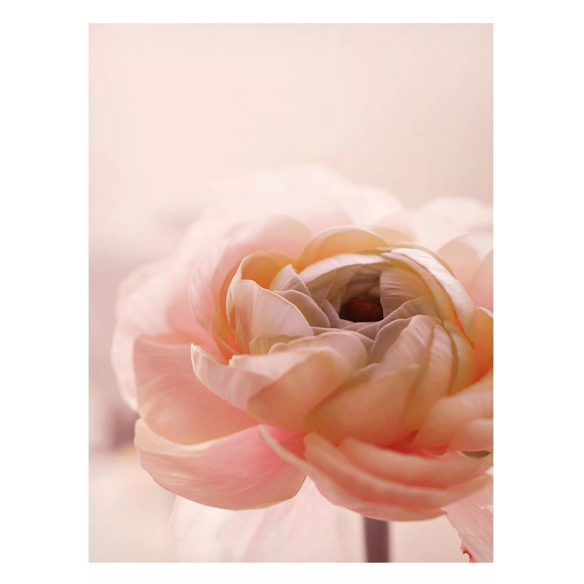Magnettafel Rosa Blüte im Fokus günstig online kaufen