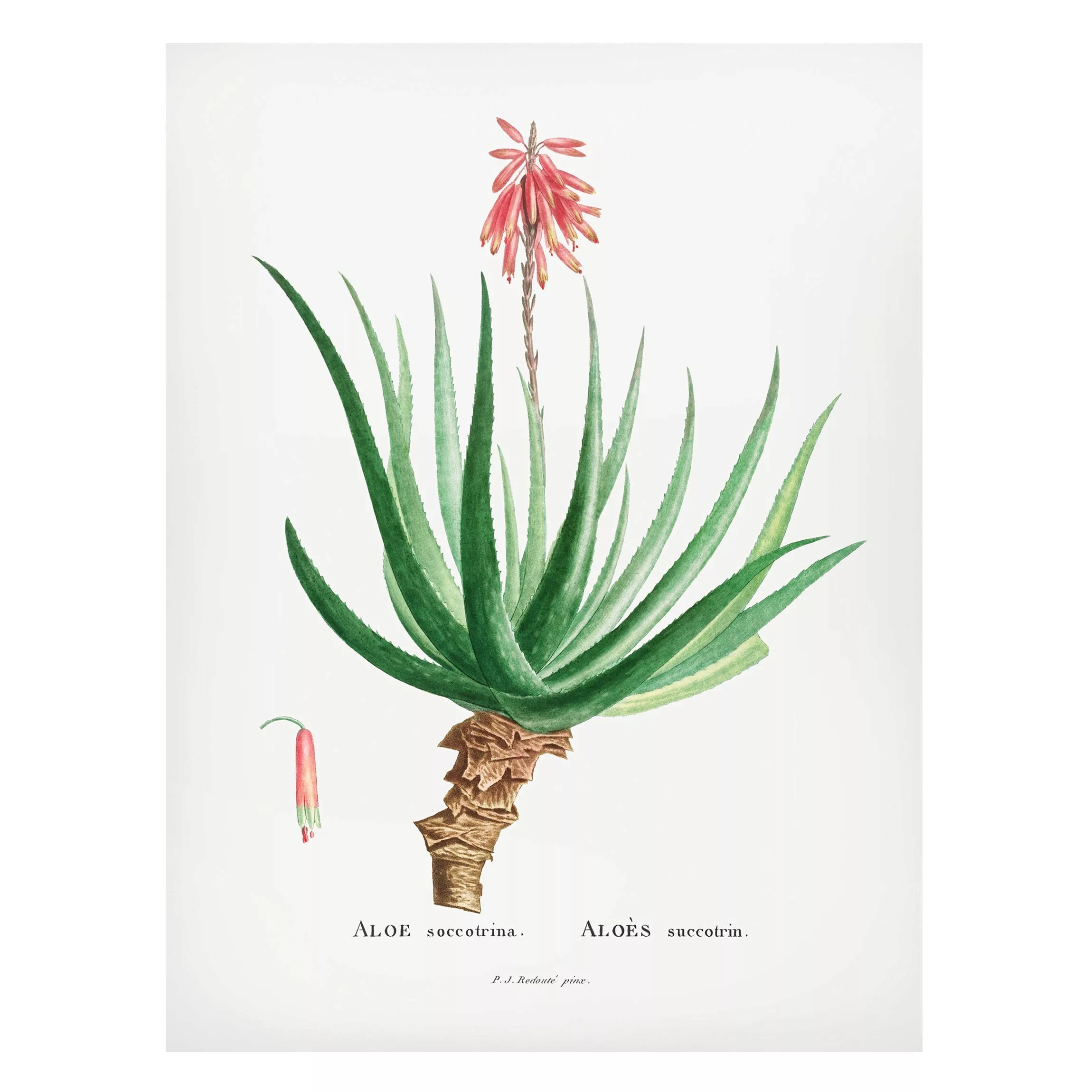 Magnettafel Blumen - Hochformat 3:4 Botanik Vintage Illustration Aloe Rosa günstig online kaufen