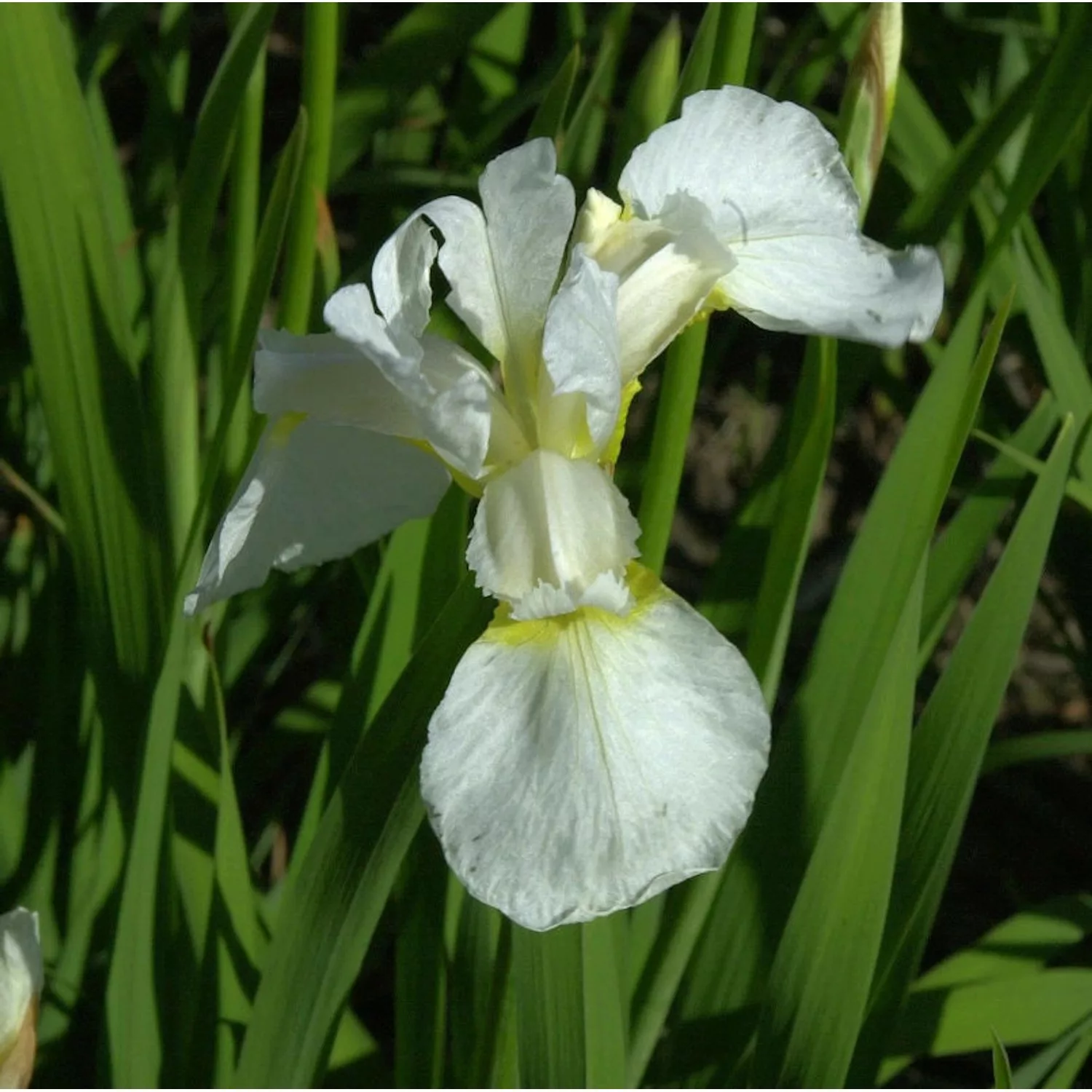 Sibirische Wieseniris Viel Schnee - Iris sibirica günstig online kaufen