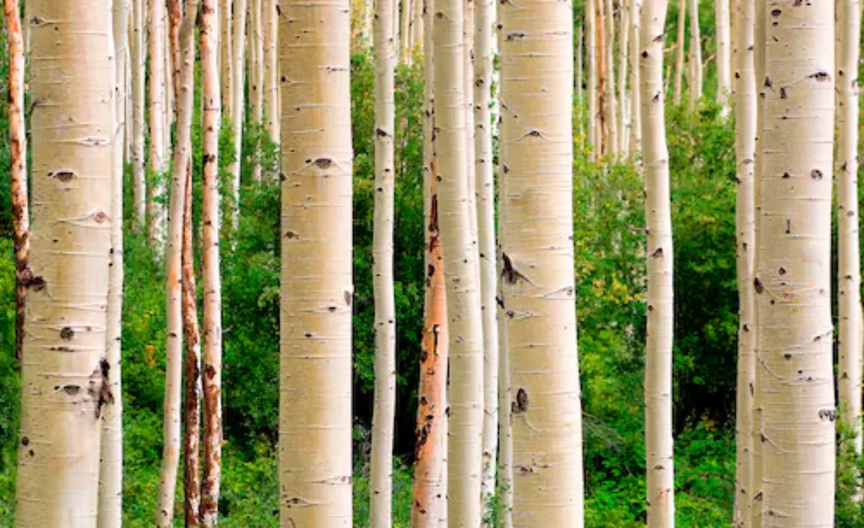 Papermoon Fototapete »Aspen Woods in Summer« günstig online kaufen