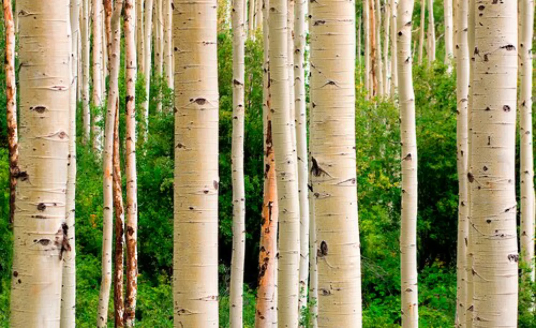 Papermoon Fototapete »Aspen Woods in Summer« günstig online kaufen