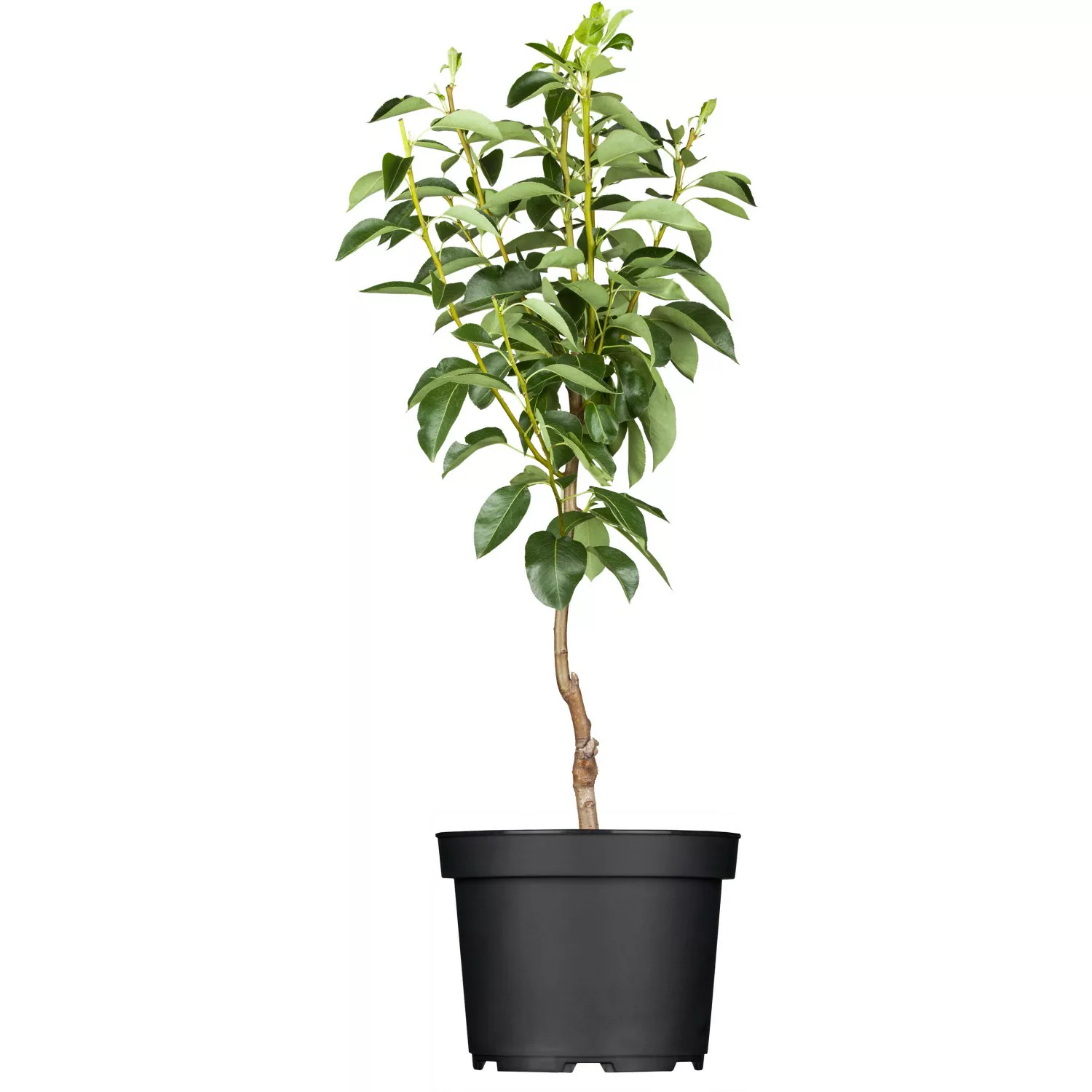 GROW by OBI Bio Birne Gellerts Butterbirne Grün-Gelb ca. 120-140 cm Topf 7 günstig online kaufen