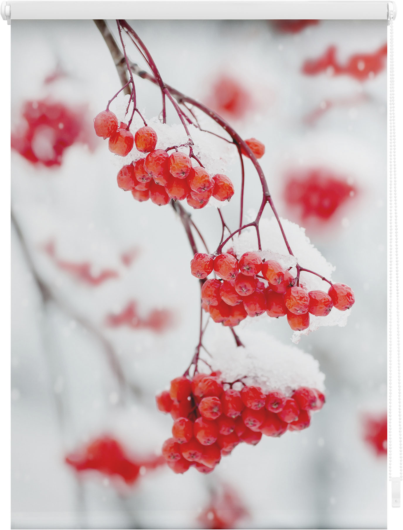 LICHTBLICK ORIGINAL Seitenzugrollo »Klemmfix Motiv Vogelbeeren«, Lichtschut günstig online kaufen