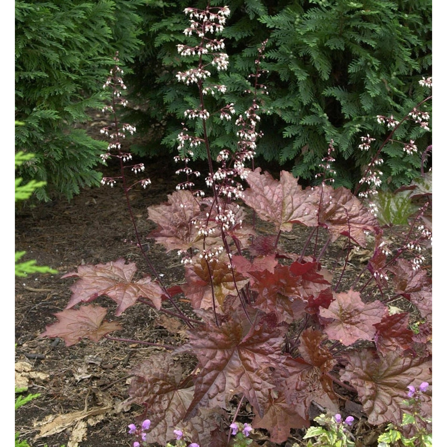 Purpurglöckchen Chocolate Veil - Heuchera americana günstig online kaufen