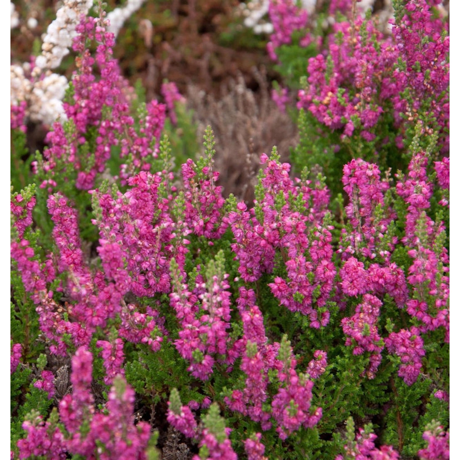 10x Besenheide Magic Red - Calluna vulgaris günstig online kaufen