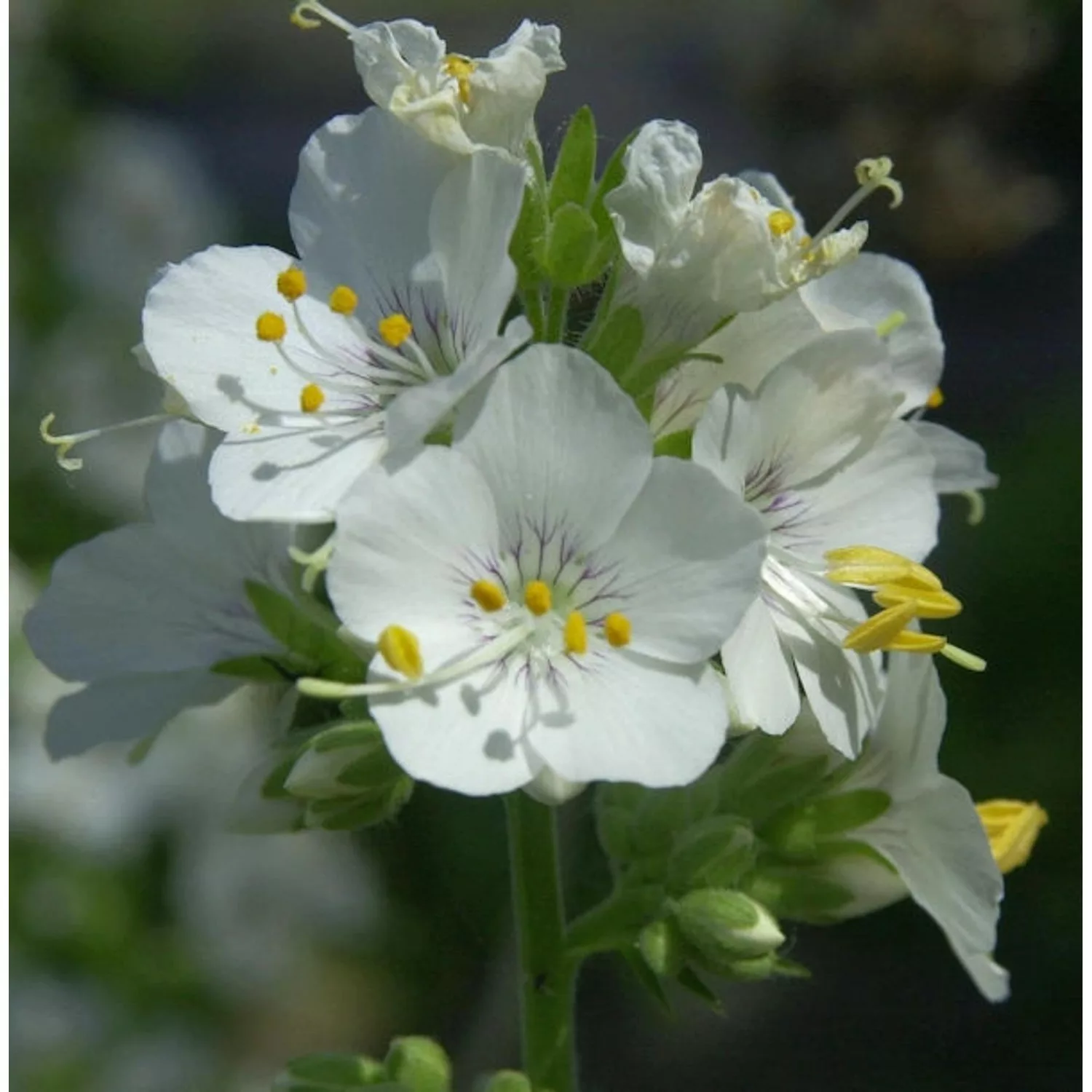 Weiße Himmelsleiter - Polemonium caeruleum günstig online kaufen