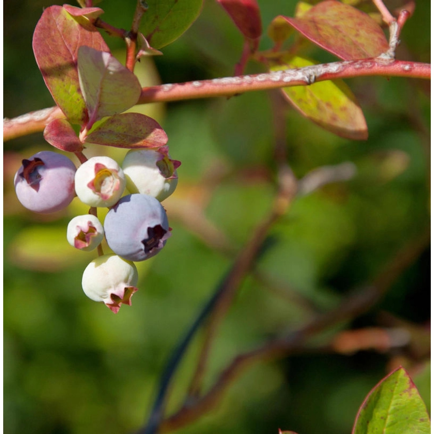 Heidelbeere Nelson 60-80cm - Vaccinium corymbosum günstig online kaufen