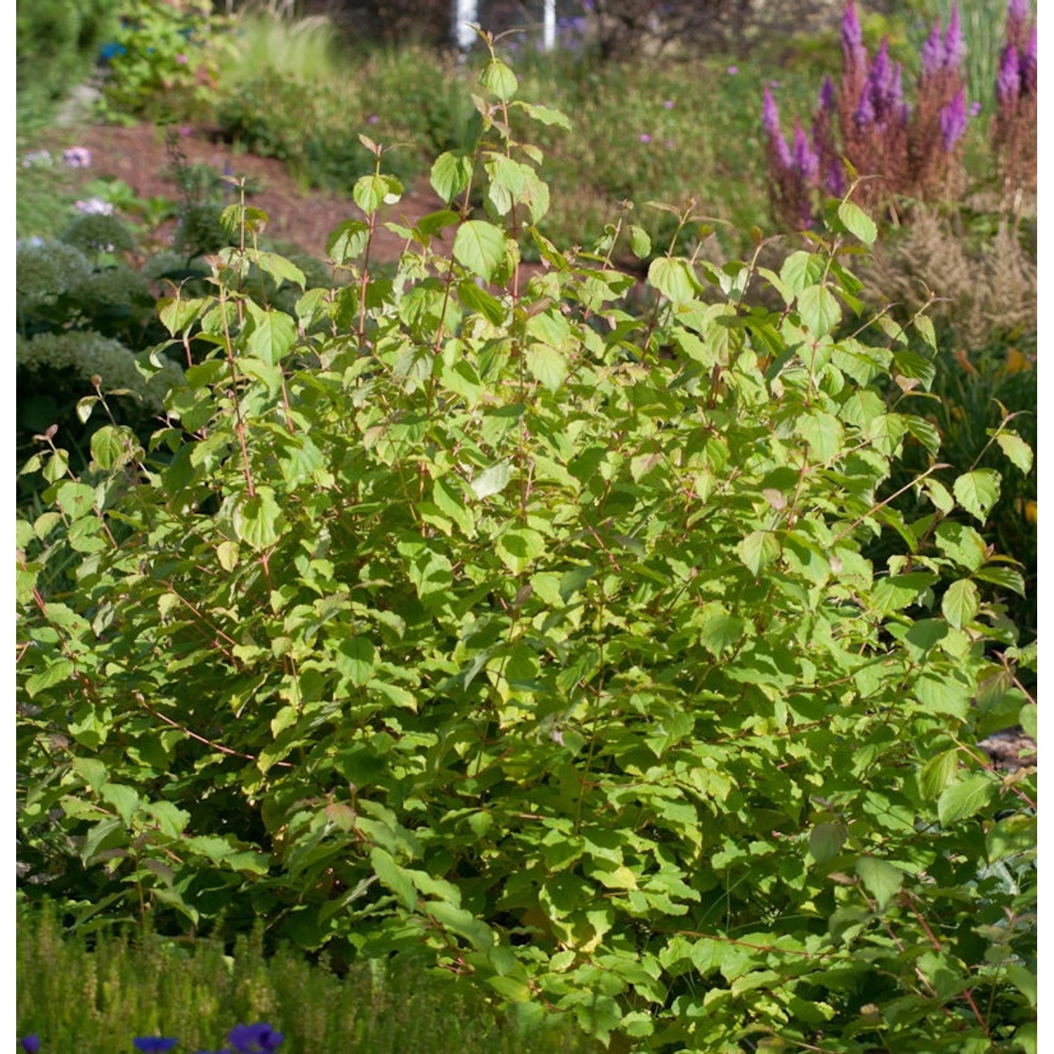 Hartriegel Wintersun 60-80cm - Cornus alba günstig online kaufen