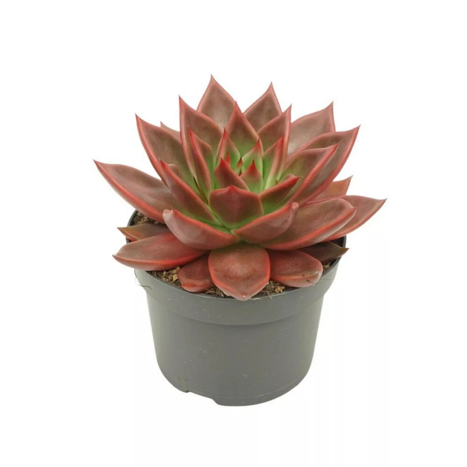 Exotenherz Rotes Rosetten Dickblatt Echeveria Agavoides Antaris Pflegeleich günstig online kaufen