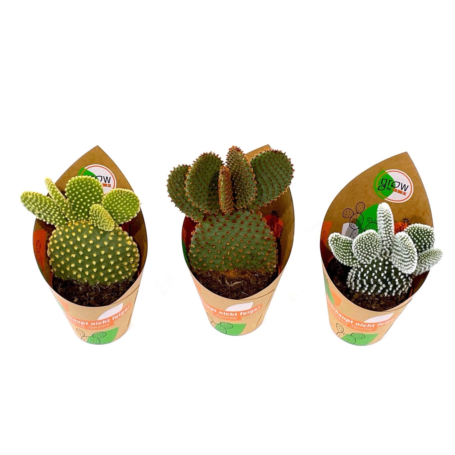 GROW by OBI Feigenkaktus Mix 3-fach sortiert Topf-Ø ca. 8,5 cm Opuntia günstig online kaufen