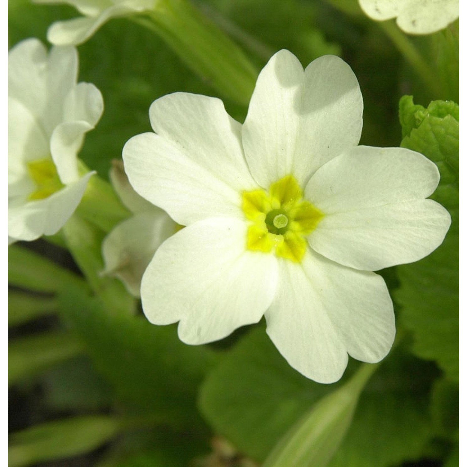 Stängellose Schlüsselblume - Primula vulgaris günstig online kaufen