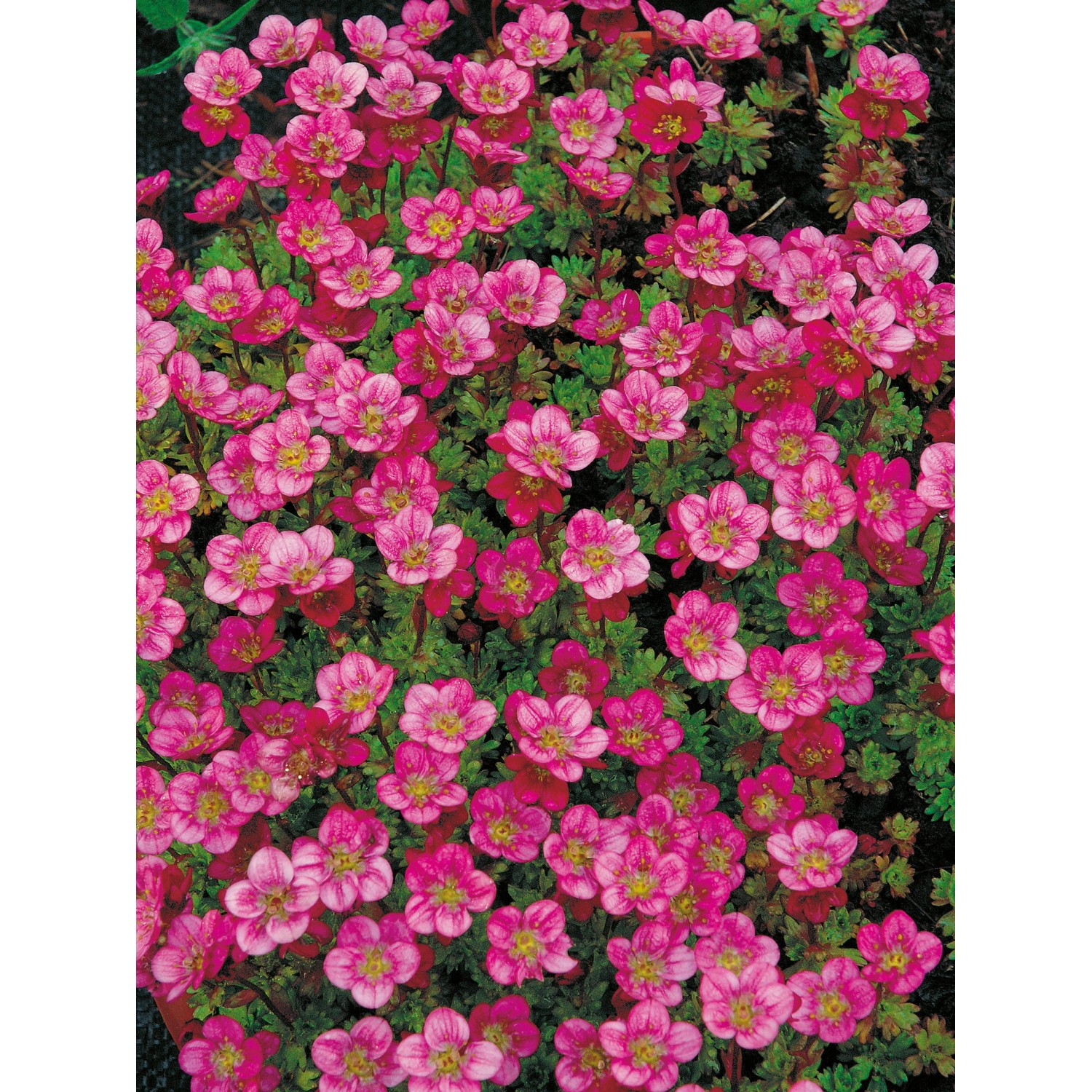 Moossteinbrech Rosenzwerg Rosa Topf-Ø ca. 9 cm x 9 cm Saxifraga günstig online kaufen