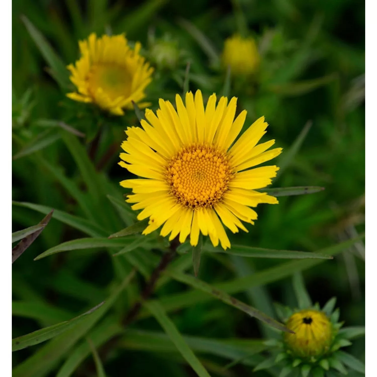 Zwergalant - Inula enisfolia günstig online kaufen