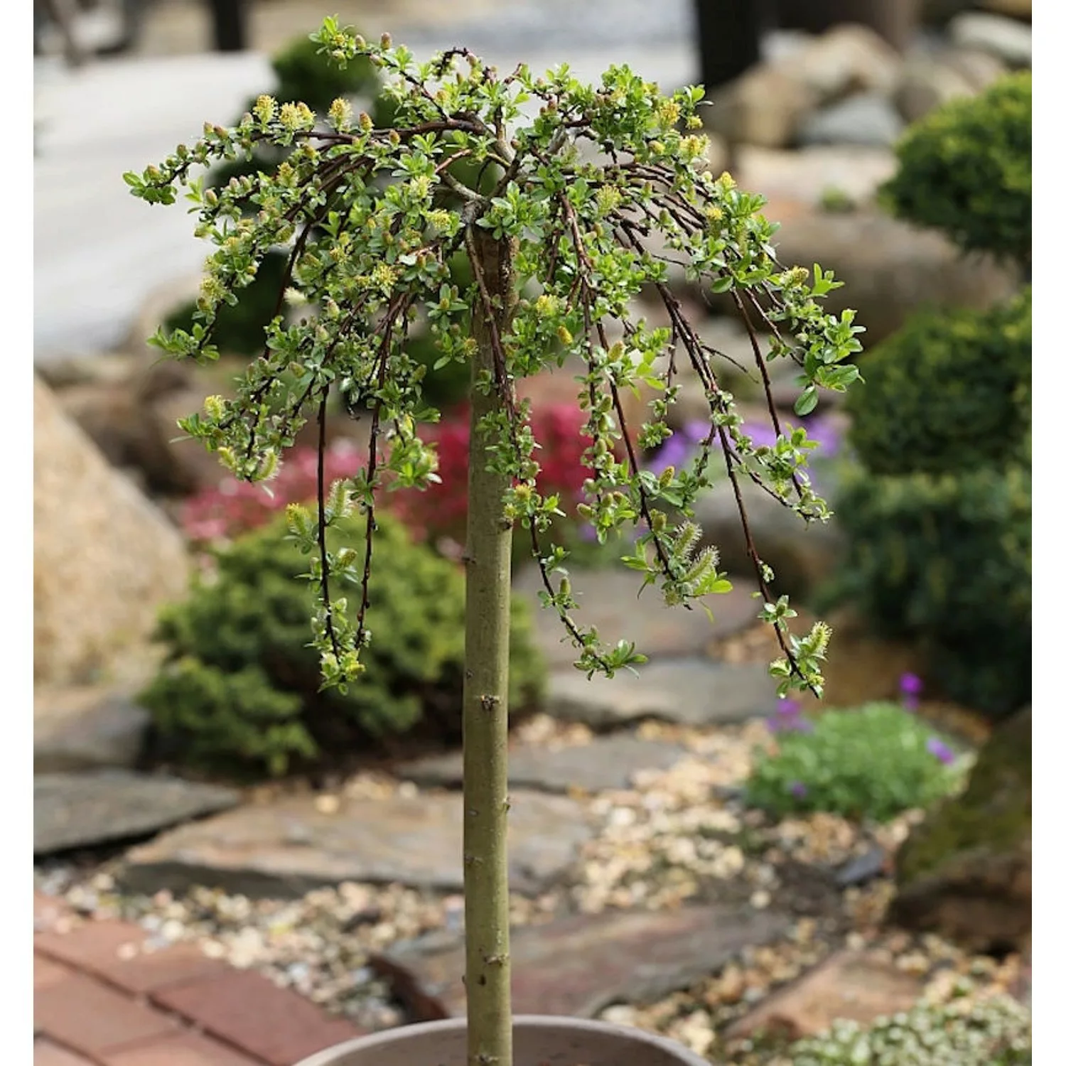 Hochstamm Teppichweide 60-80cm - Salix simulatrix günstig online kaufen