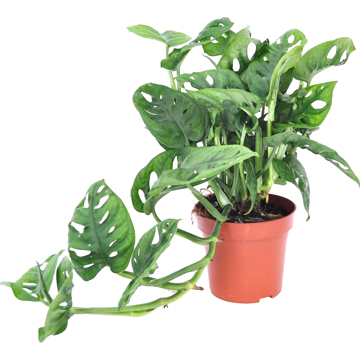 GROW by OBI Lochpflanze Leichtlinii Topf Ø ca. 12 cm Monstera Adansonii günstig online kaufen