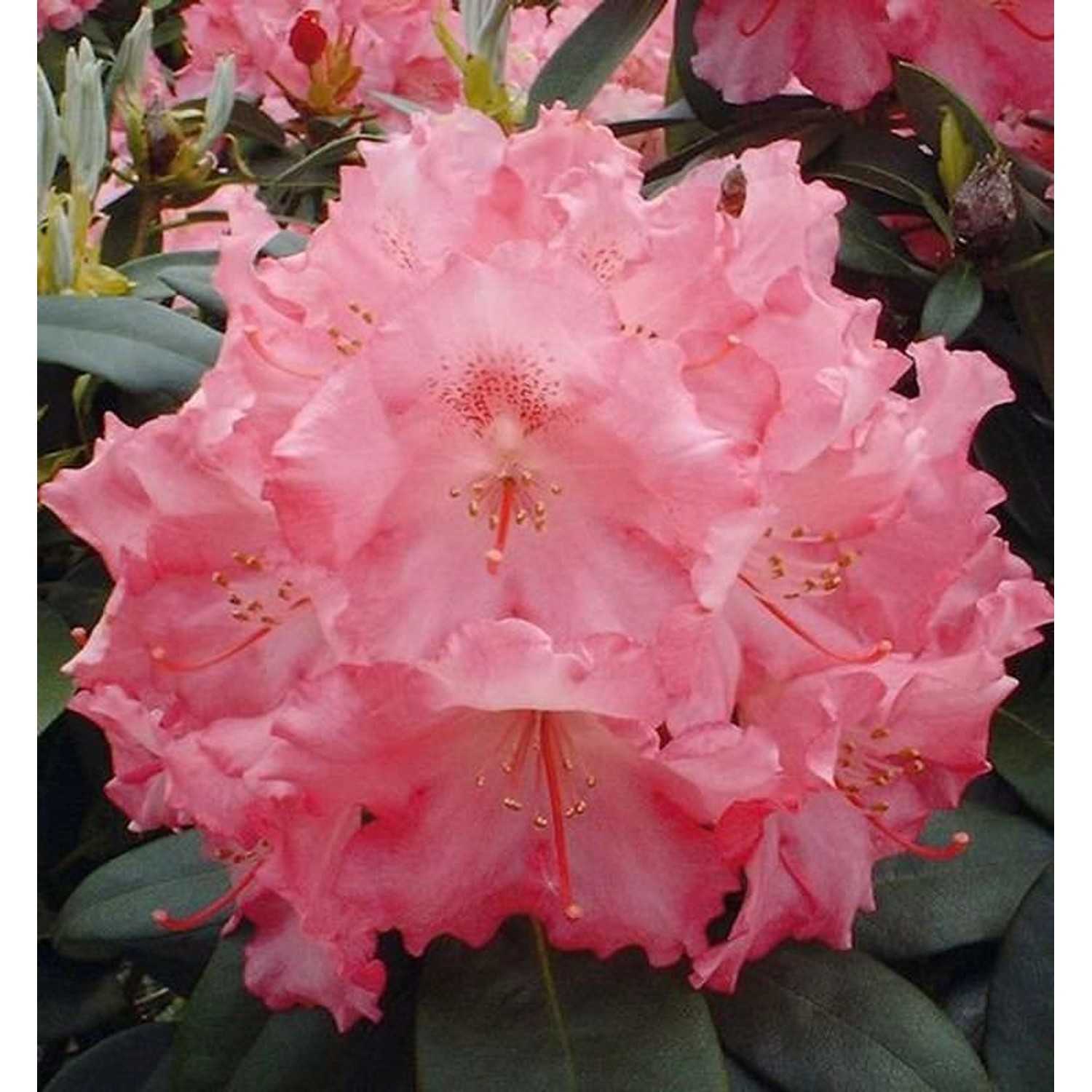 Rhododendron Marlis 30-40cm - Alpenrose günstig online kaufen