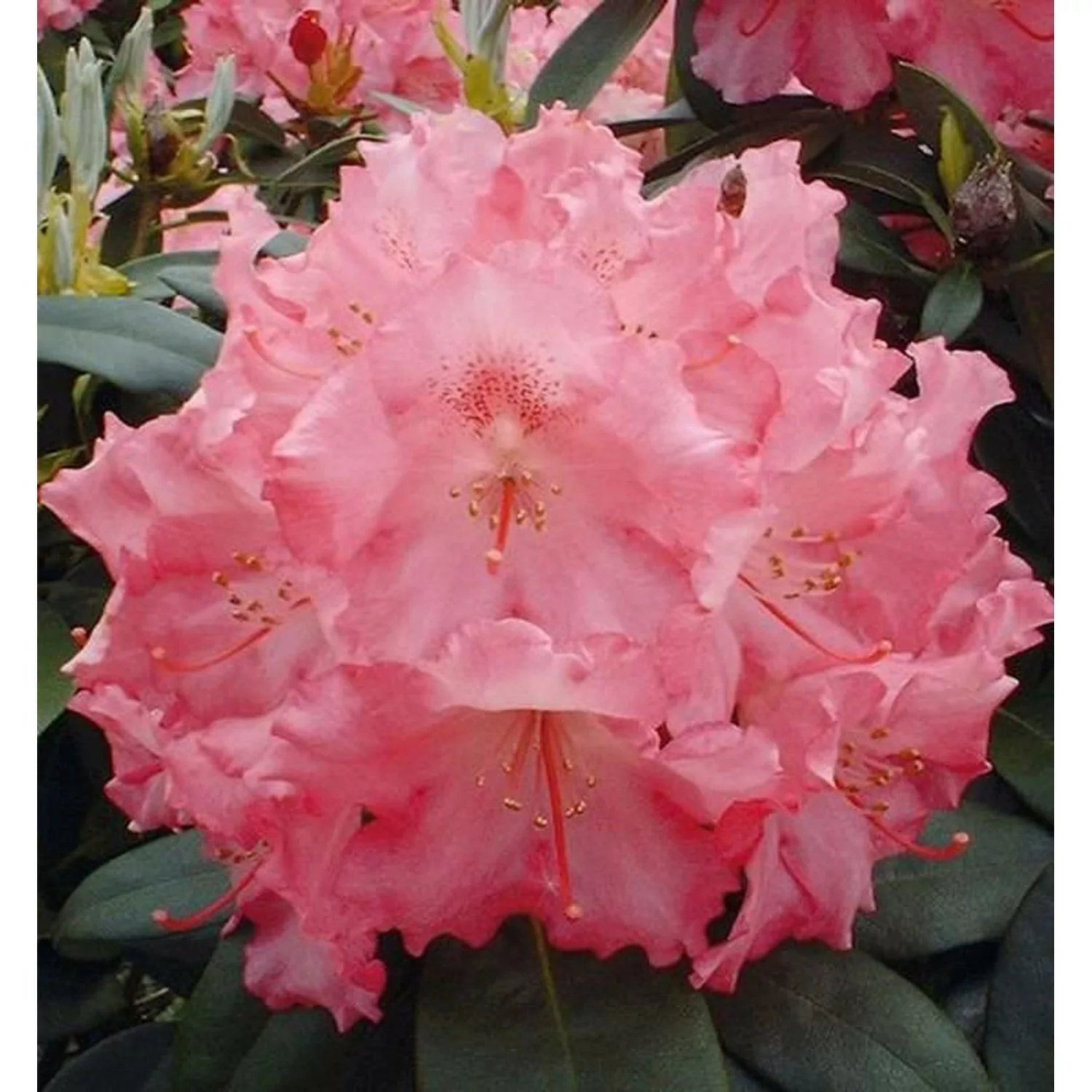 Rhododendron Marlis 30-40cm - Alpenrose günstig online kaufen