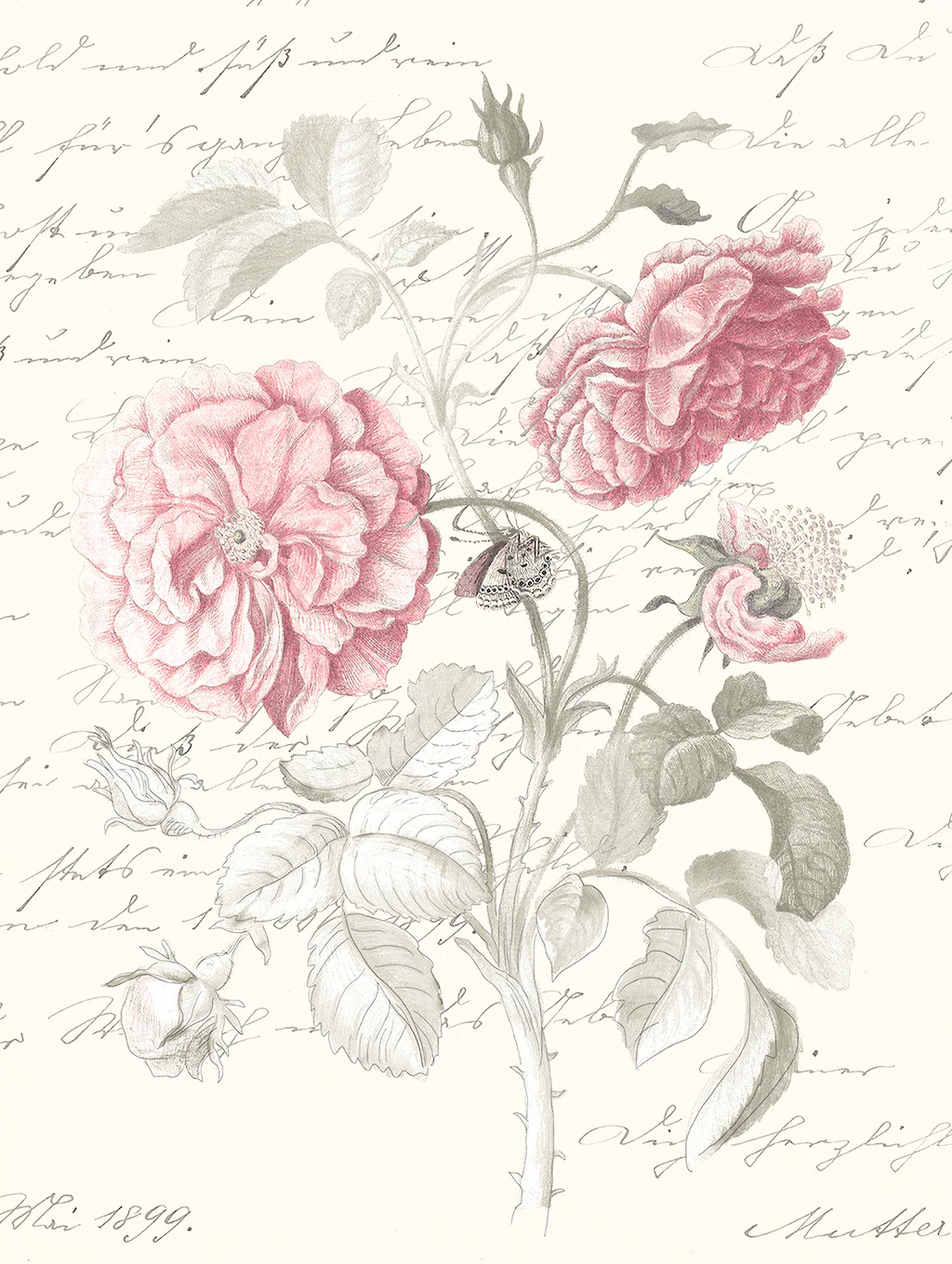 Komar Bild "Poème Rose", Natur, (1 St.), Wandbild zur Dekoration - ohne Rah günstig online kaufen