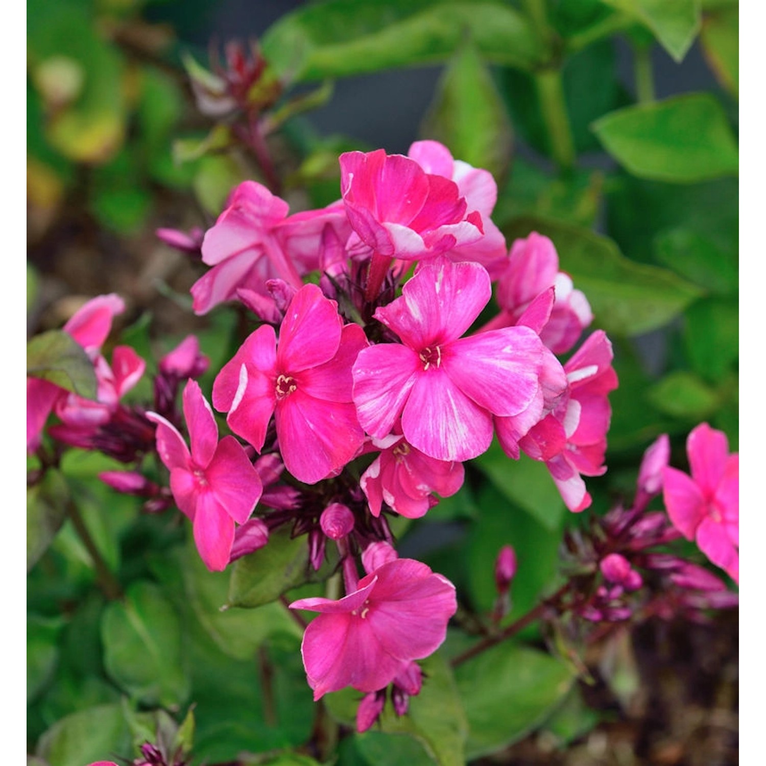 Hohe Flammenblume Aureole - Phlox Paniculata günstig online kaufen