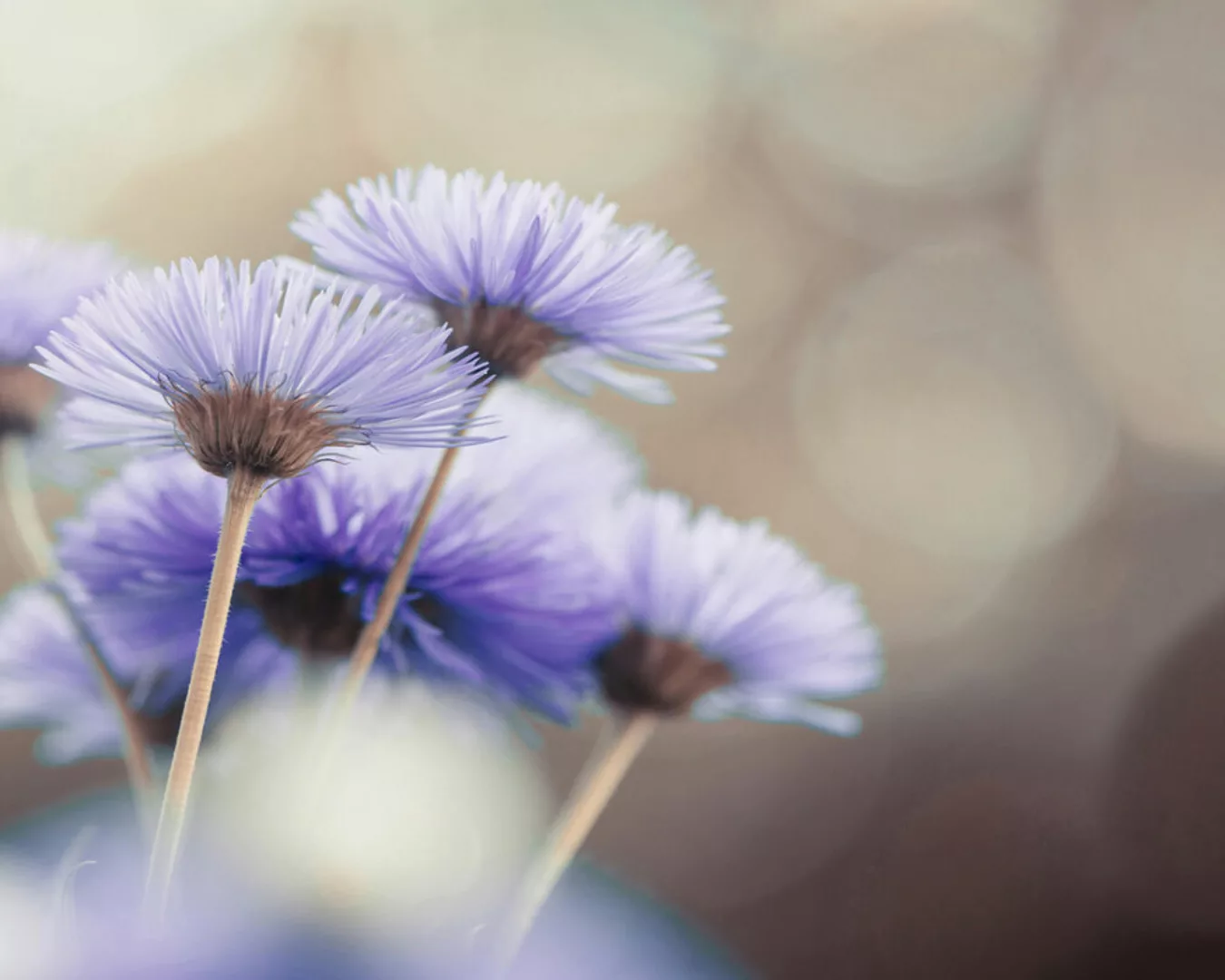 Fototapete "Blume violett" 4,00x2,50 m / Glattvlies Brillant günstig online kaufen