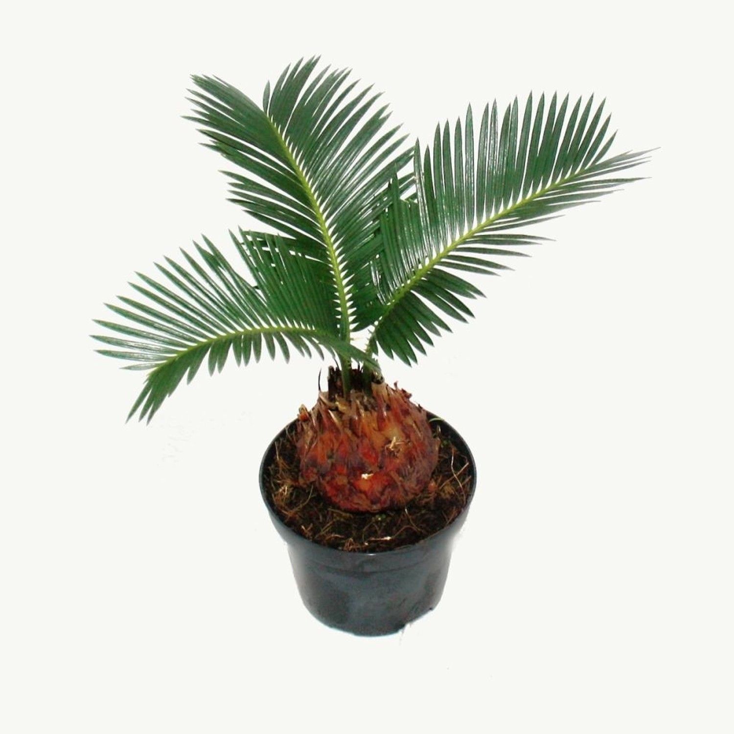 Exotenherz Cycas Revoluta Japanischer Palmfarn mit Knolle 9cm Topf günstig online kaufen