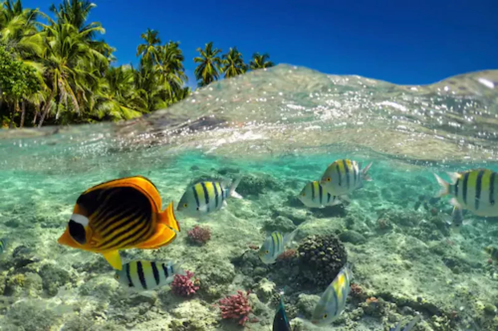 Papermoon Fototapete »UNTERWASSER-WELT-FISCHE KORALLE SEE MEER PALMEN DÜNEN günstig online kaufen