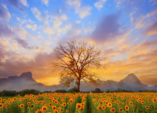 Papermoon Fototapete »Sunflower Field« günstig online kaufen