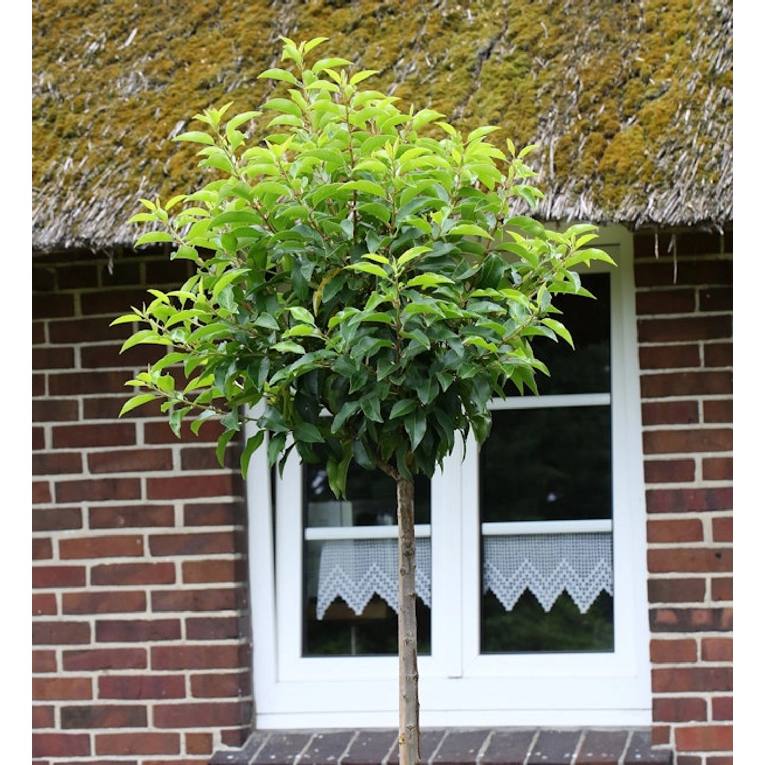 Hochstamm Portugiesische Lorbeerkirsche Angustifolia 60-80cm - Prunus lusit günstig online kaufen