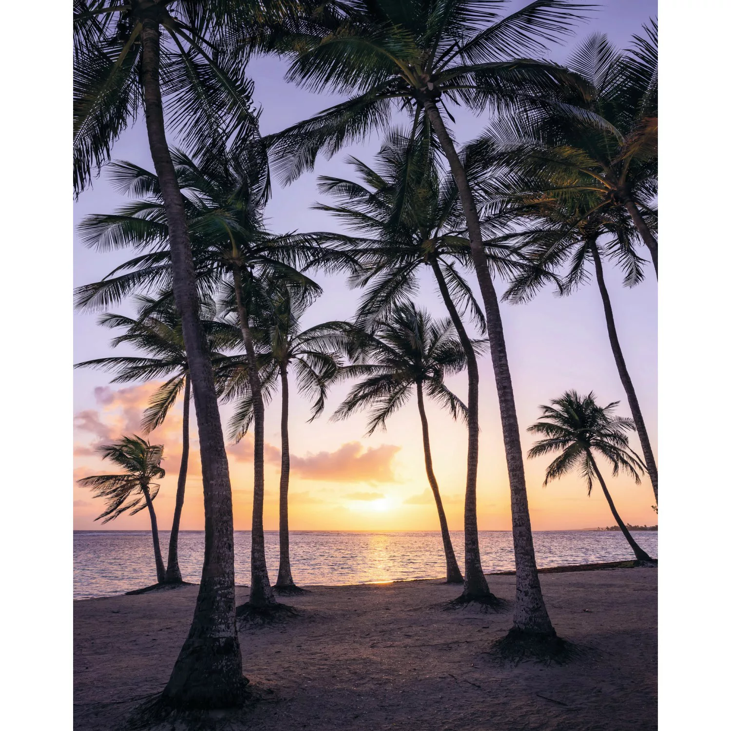 Komar Fototapete Vlies Palmtrees on Beach  200 x 250 cm günstig online kaufen