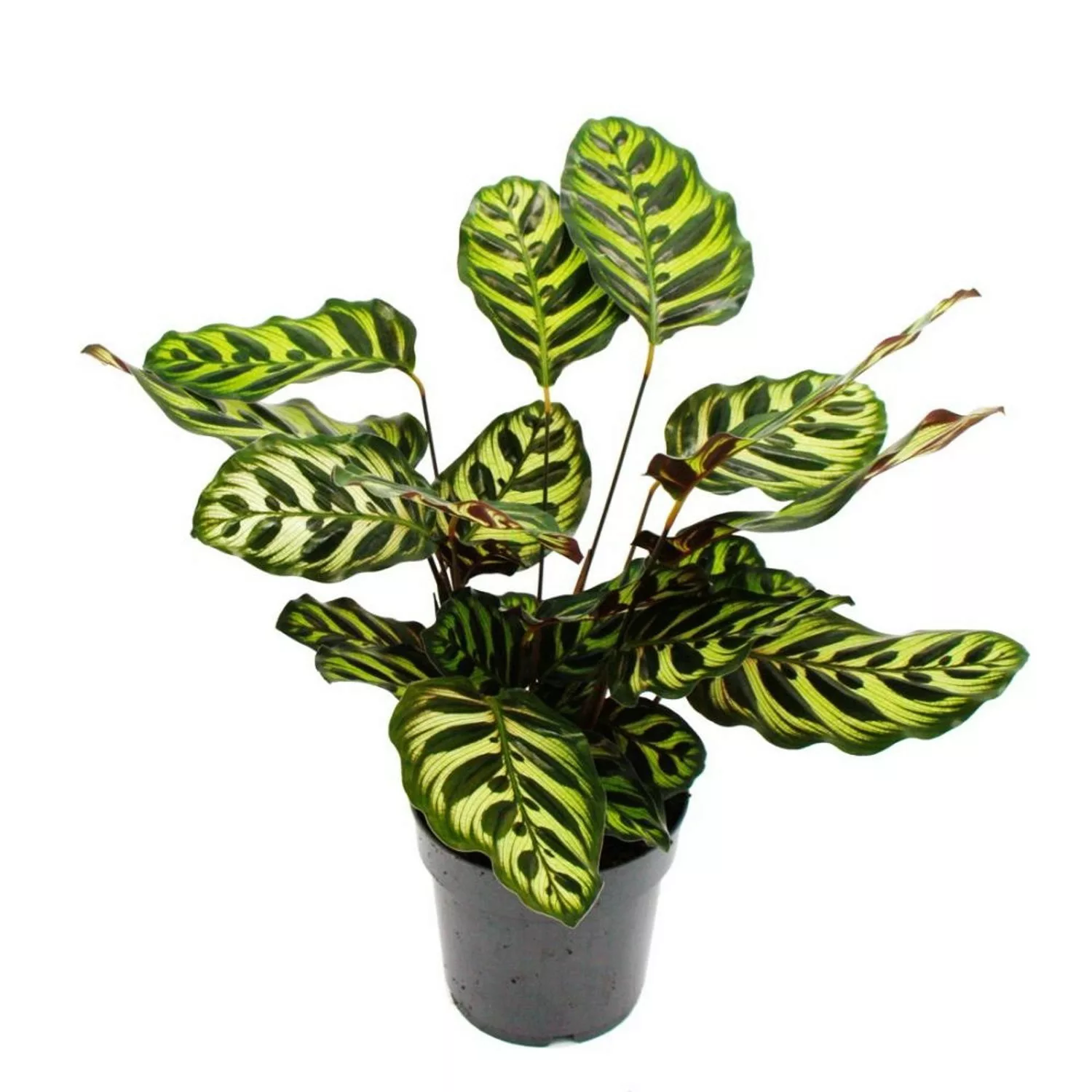 Exotenherz Schattenpflanze mit Besonderem Blattmuster Calathea Makoyana Kor günstig online kaufen