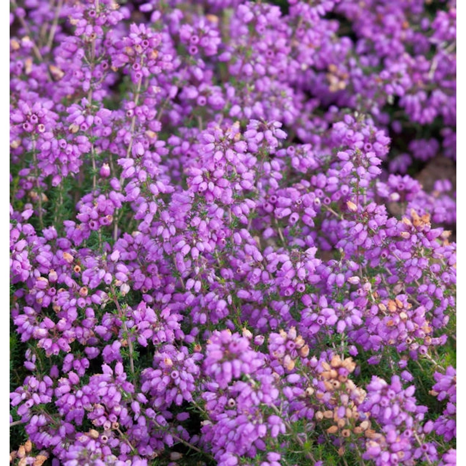 10x Grauheide Pallas - Erica cinerea günstig online kaufen