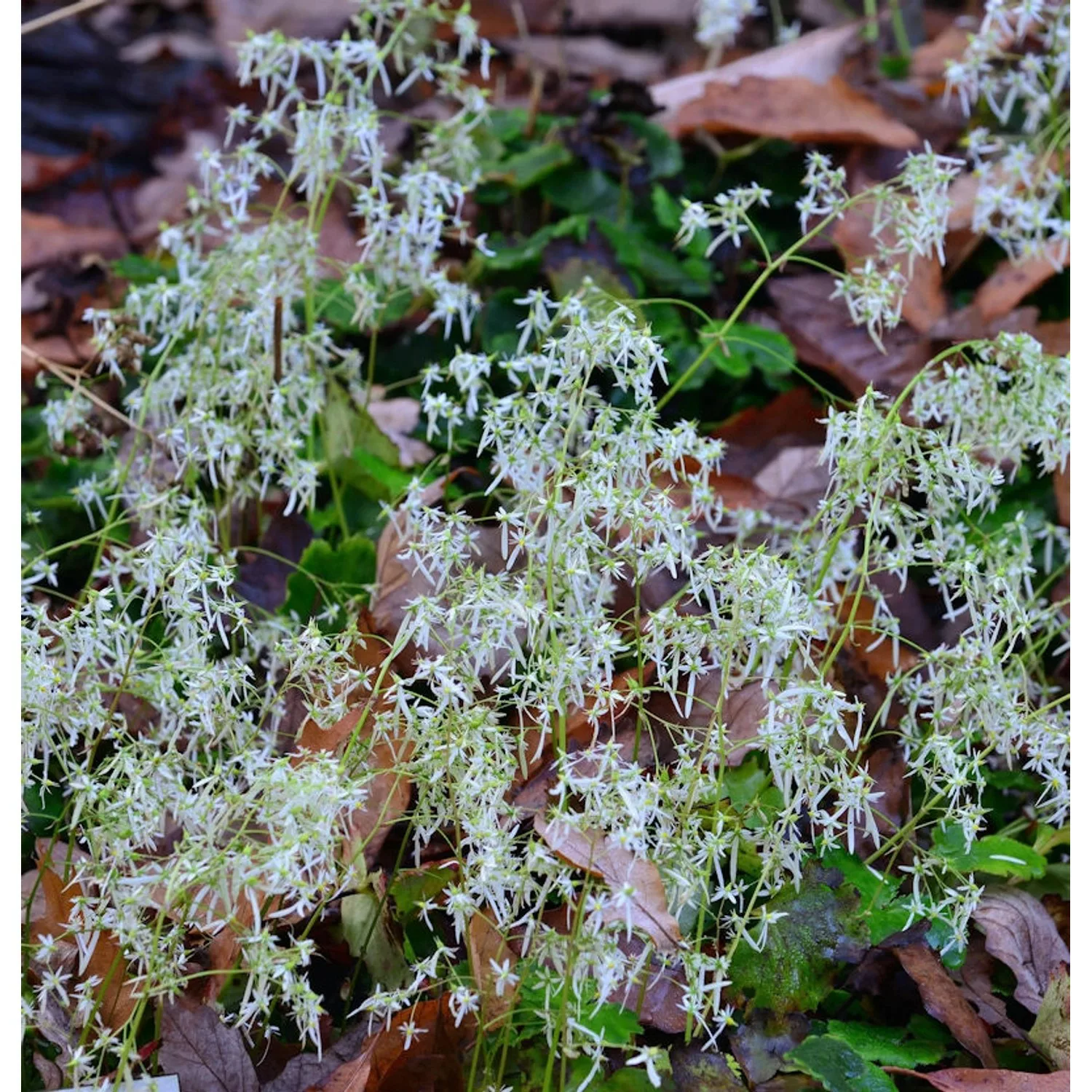 weisses Steinbrech - Saxifraga fortunei günstig online kaufen