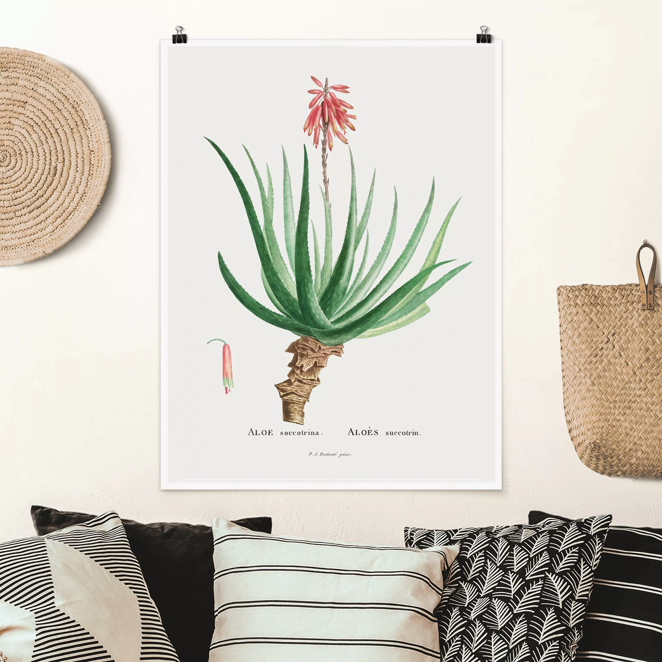 Poster Botanik Vintage Illustration Aloe Rosa Blüte günstig online kaufen