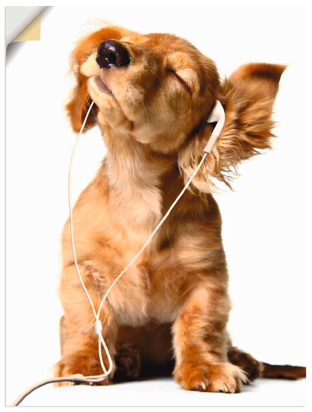 Artland Wandbild "Junger Hund hört Musik über Kopfhörer", Haustiere, (1 St. günstig online kaufen