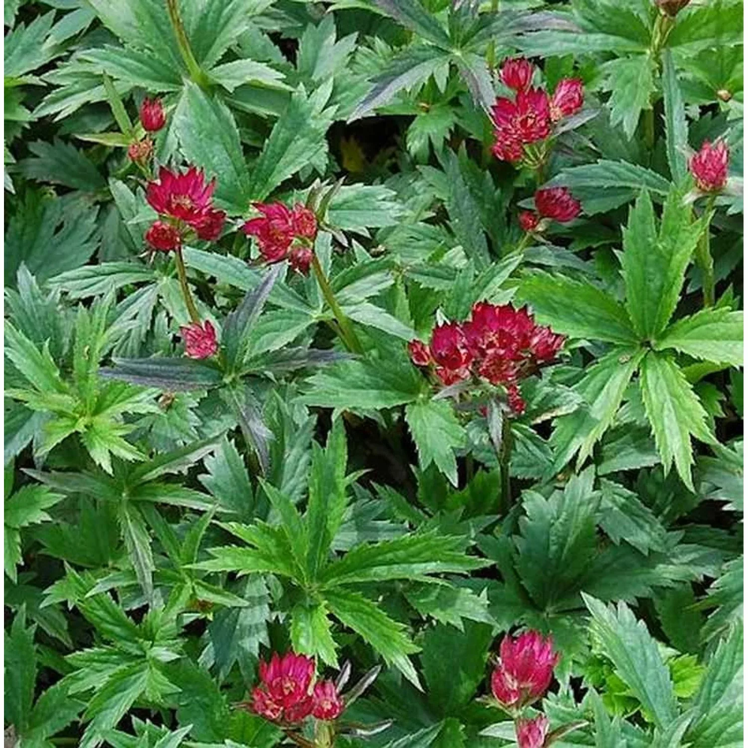 Sterndolde Primadonna - Astrantia major günstig online kaufen