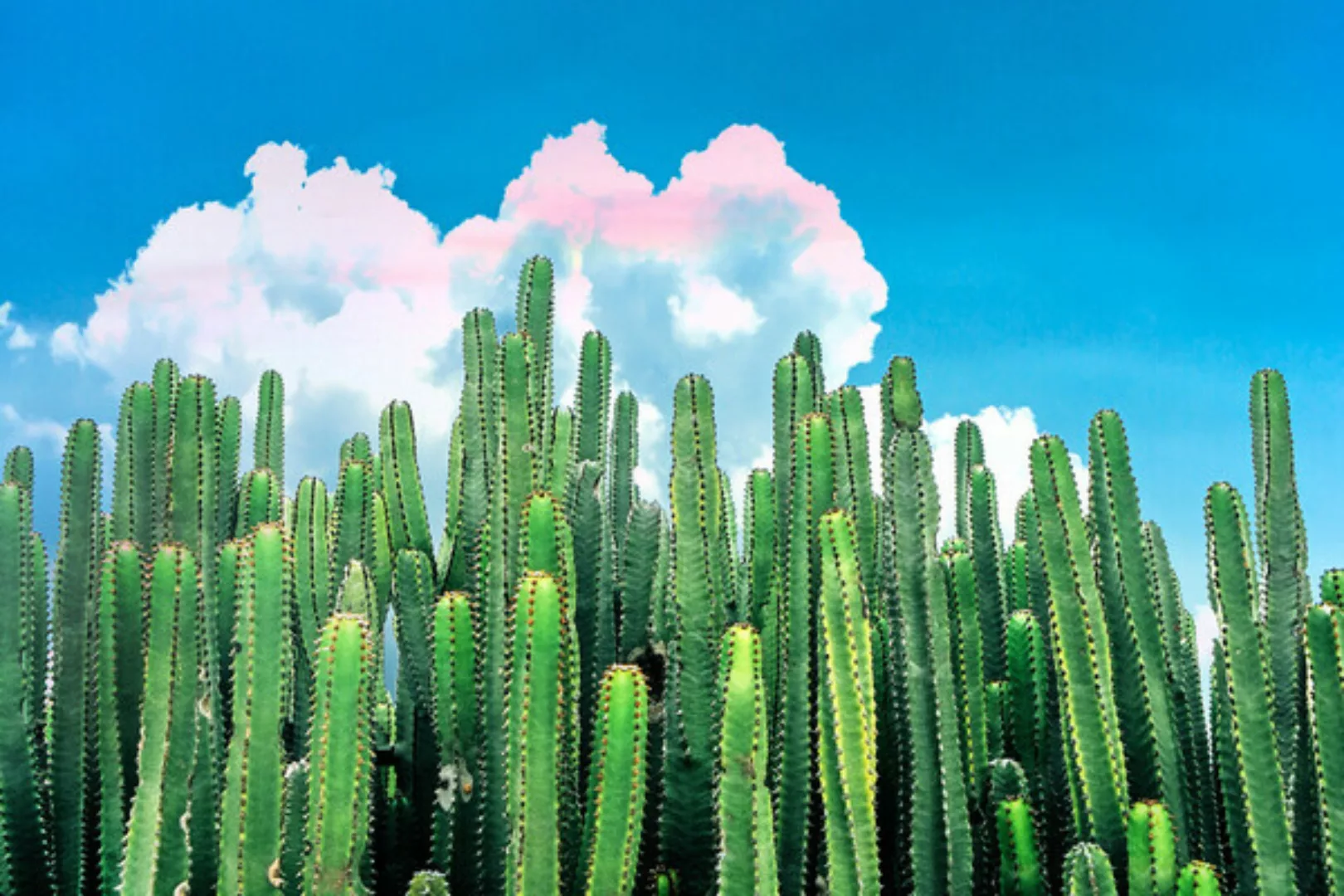 Poster / Leinwandbild - Cactus Summer günstig online kaufen