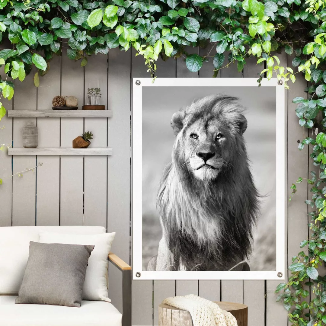 Reinders! Poster »Löwe«, Outdoor für Garten oder Balkon günstig online kaufen