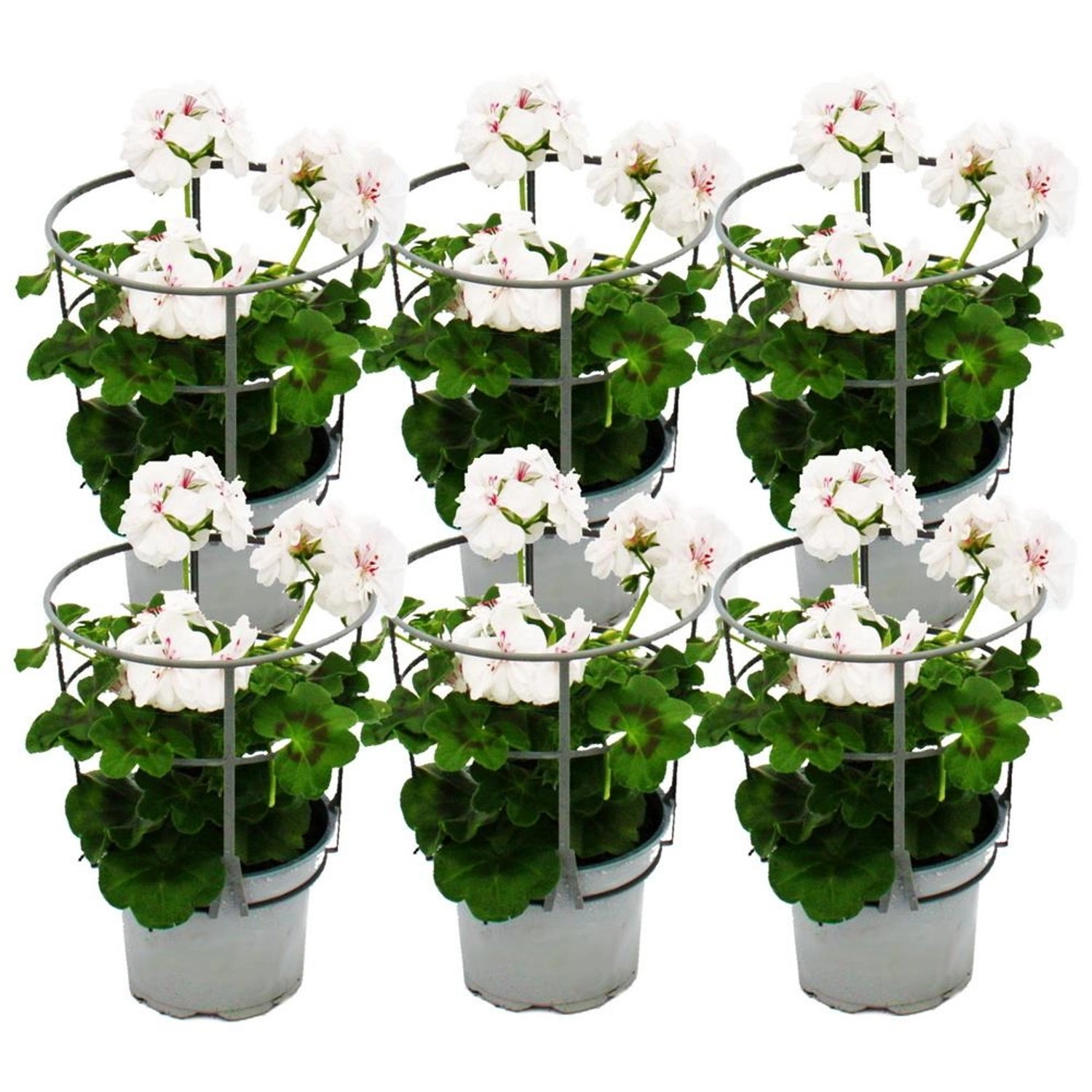 Exotenherz Geranien Hängend Pelargonium Peltatum 12cm Topf Set mit 6 Pflanz günstig online kaufen